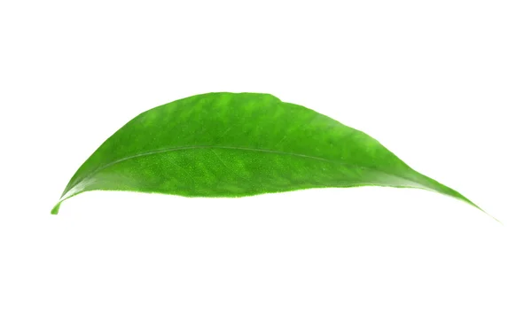 Zelené listy pomerančovníku — Stock fotografie