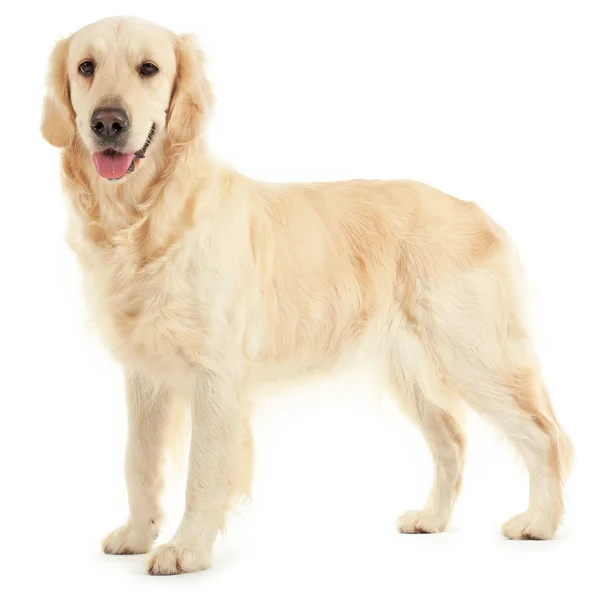 Golden Retriever isoliert — Stockfoto