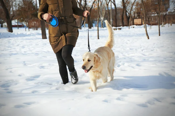 Golden retriever going for a walk with mistress — Stock Photo, Image