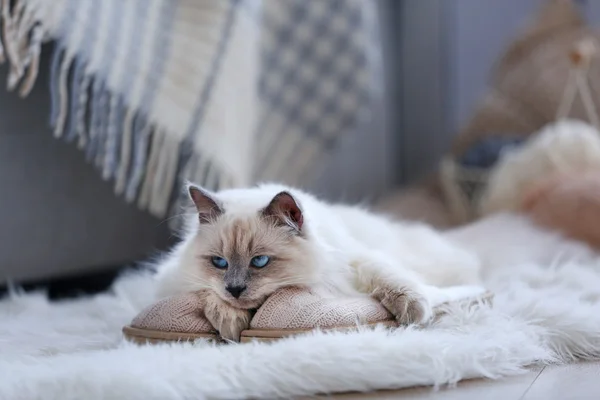 Farbpunktkatze — Stockfoto