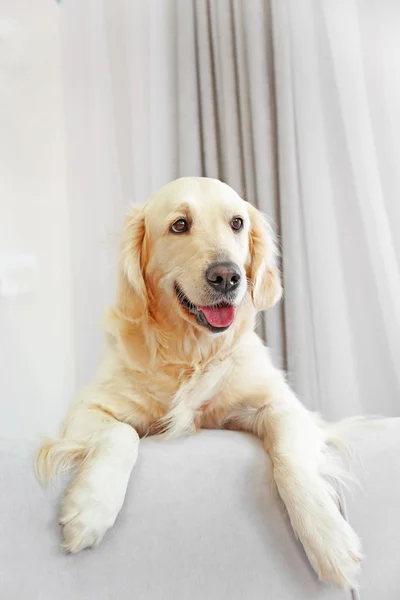 Golden retriever sitter på en soffa hemma — Stockfoto