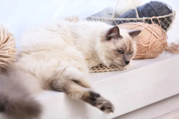 Farbpunktkatze mit Stäbchen und Schal, die auf einem Fenster im Wohnzimmer liegt — Stockfoto