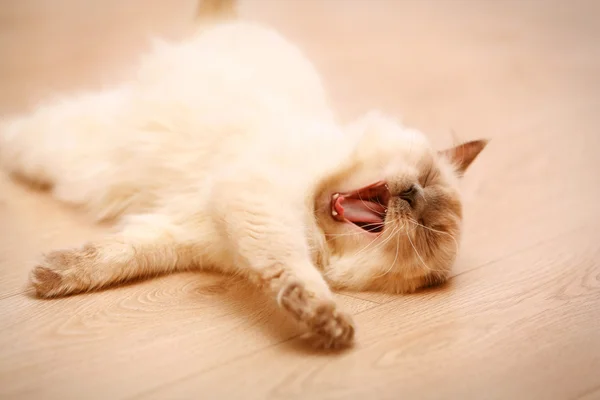 Gato de punto de color acostado en el suelo de madera en la sala de estar — Foto de Stock