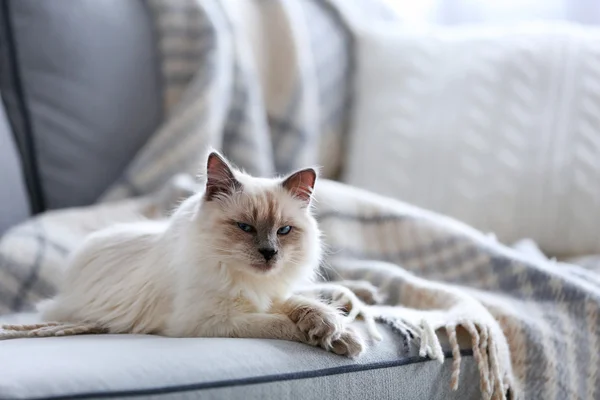 Färg-punkt katt liggande på en soffa i vardagsrum, närbild — Stockfoto