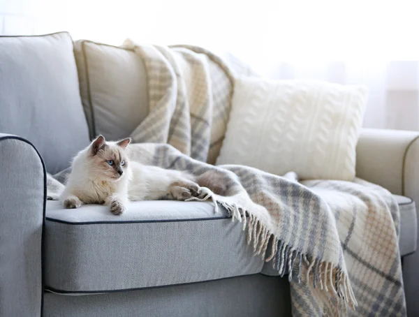 Gato de punto de color — Foto de Stock