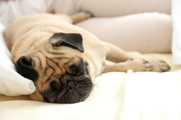 Pug hond liggend — Stockfoto