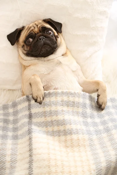Pug dog acostado en la cama — Foto de Stock
