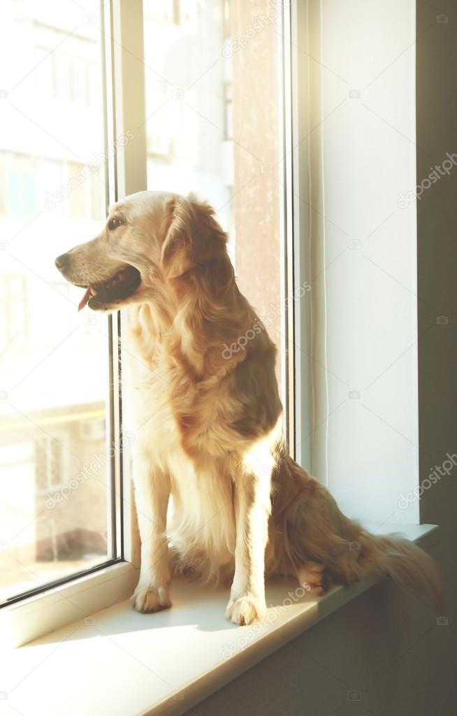 Golden retriever looking out the window at home