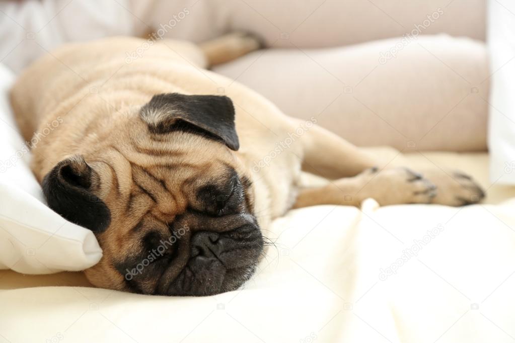 Pug dog lying