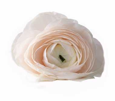 Beyaz beyaz düğün çiçeği 