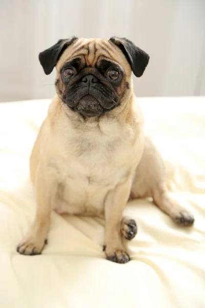 Pug สุนัขบนเตียง — ภาพถ่ายสต็อก
