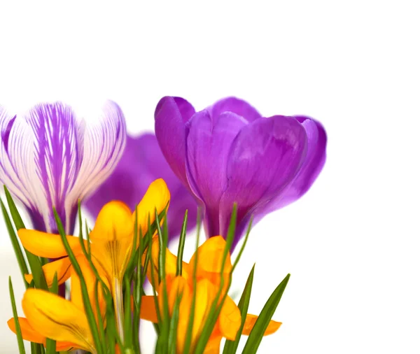 Красивые крокус цветы — стоковое фото