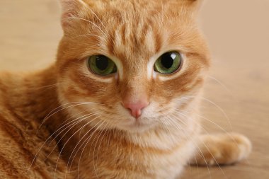 Kırmızı kedi namlu