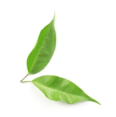 Green tea leaves  clipart