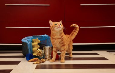 kedi yakınındaki ters çöp sepeti 
