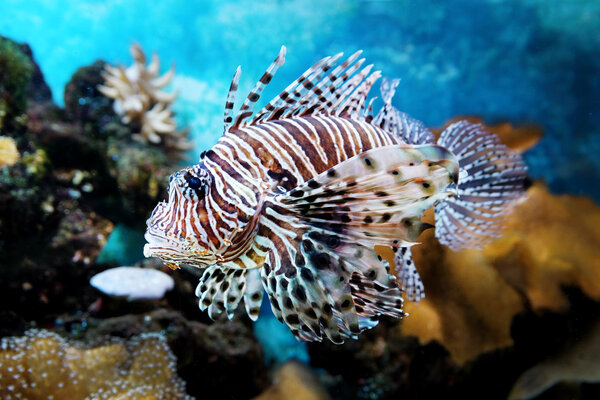 exotic fish in an aquarium