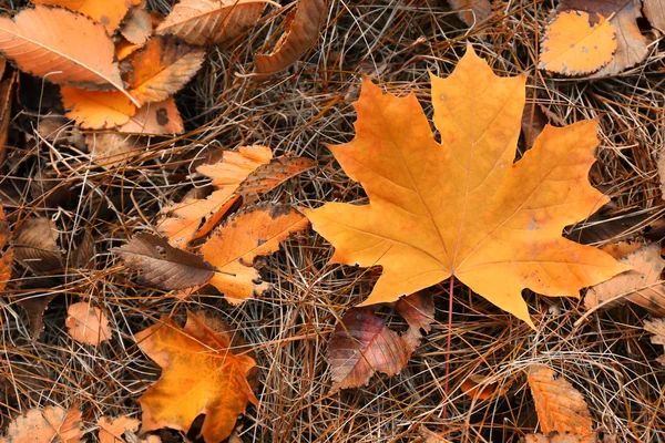 Autunno foglie sfondo — Foto Stock