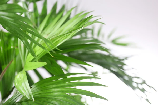 Green palm leaves — Stock Photo, Image