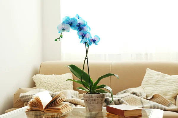 Blauwe orchidee bloemen op de kamer — Stockfoto