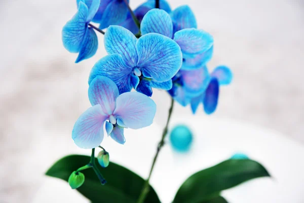 Ramo florescente de orquídea azul — Fotografia de Stock