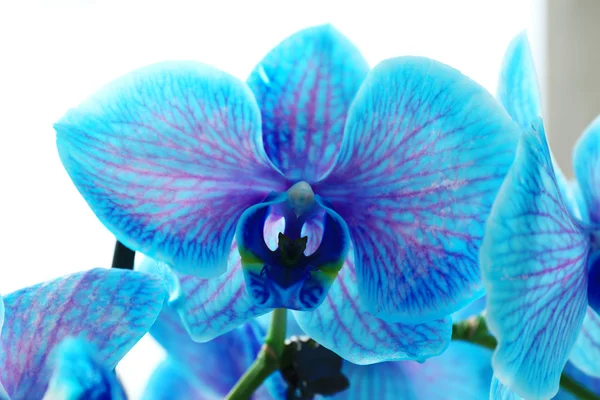 Lindas flores de orquídea azul — Fotografia de Stock