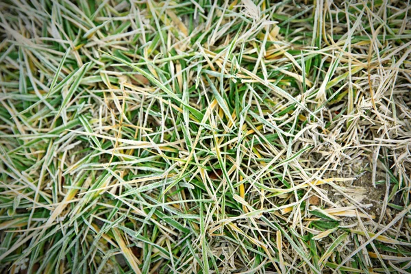 Morning Frozen grass — Stock Photo, Image