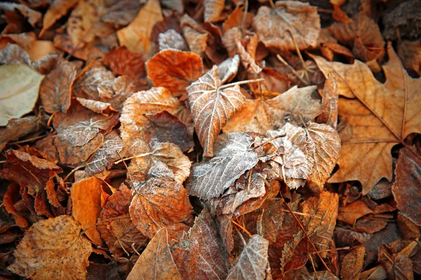 Foglie congelate da vicino — Foto Stock