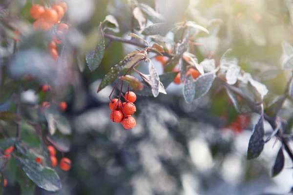 Ramo cubierto de nieve de rowan berry — Foto de Stock