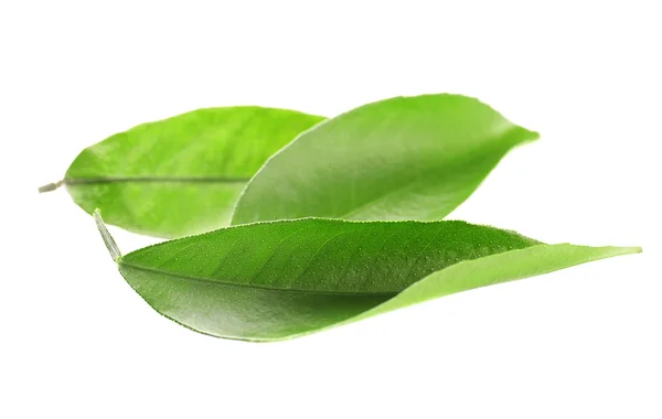 Ficus zöld levelek — Stock Fotó