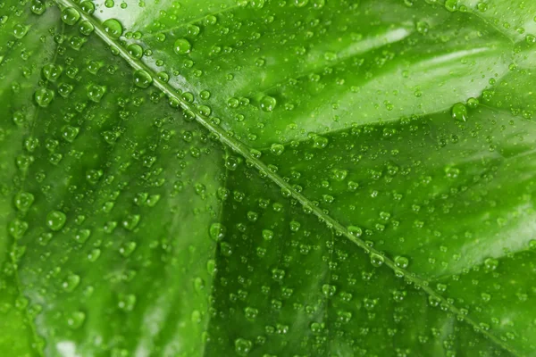 Groene citrus blad — Stockfoto