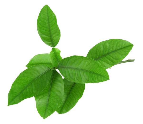 Зелене листя цитрусових — стокове фото