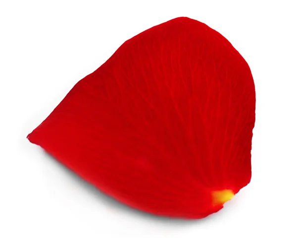 Kırmızı gül yaprağı — Stok fotoğraf