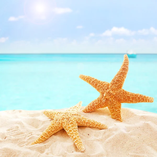 Starfishes on sandy beach — Stock Photo, Image