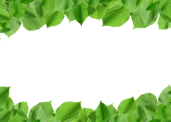Rám s jarní větvičky se zelenými listy, na bílém pozadí — Stock fotografie