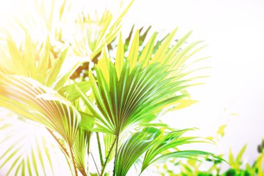 palmiye yaprakları ile arka plan