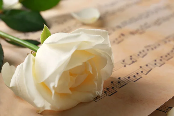 Beautiful rose on music sheets — Stock Photo, Image