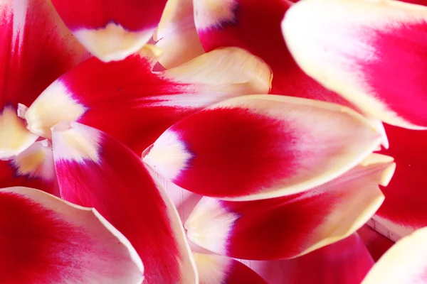 Petals of variegated tulip, background — Stock Photo, Image