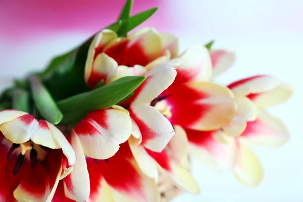 Ramo de tulipanes abigarrados sobre fondo borroso, primer plano —  Fotos de Stock
