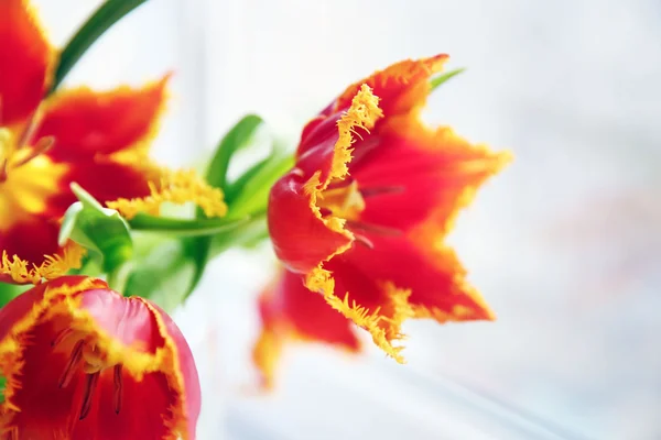 Un ramo de tulipanes rojos en un alféizar de la ventana, de cerca —  Fotos de Stock