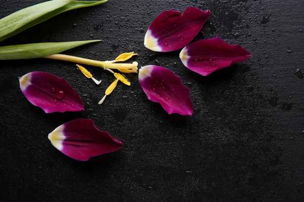 Pétalos de tulipán violeta sobre fondo negro, vista superior — Foto de Stock