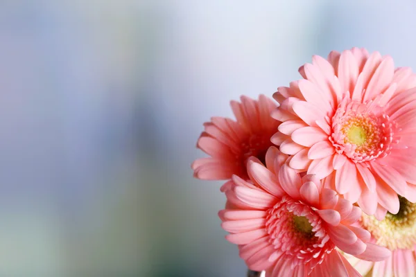 Bouquet of pink gerberas on blurred background, close up — Stock Photo, Image