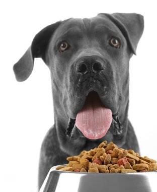 Kase lezzetli yiyecek ile aç köpek