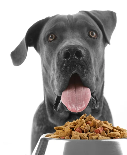 Perro hambriento con tazón de comida sabrosa — Foto de Stock