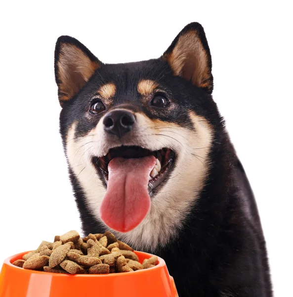 Cão faminto com tigela de comida saborosa — Fotografia de Stock
