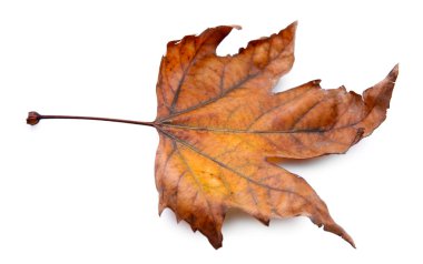 Altın sonbahar yaprak 