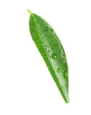 Portakal ağacı yaprak yeşil