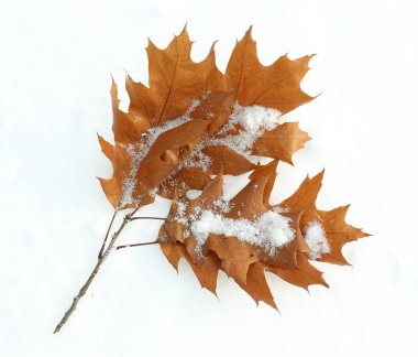 ağaç dalı kahverengi yaprakları ile