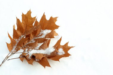 ağaç dalı kahverengi yaprakları ile