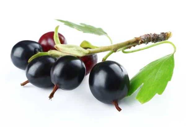 Wild black currant — Stock Photo, Image