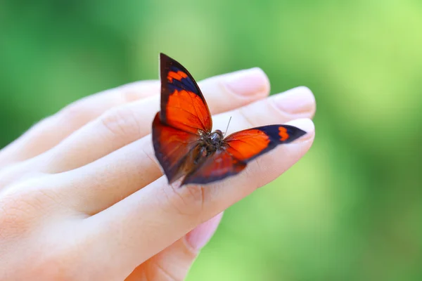 Borboleta na mão feminina — Fotografia de Stock